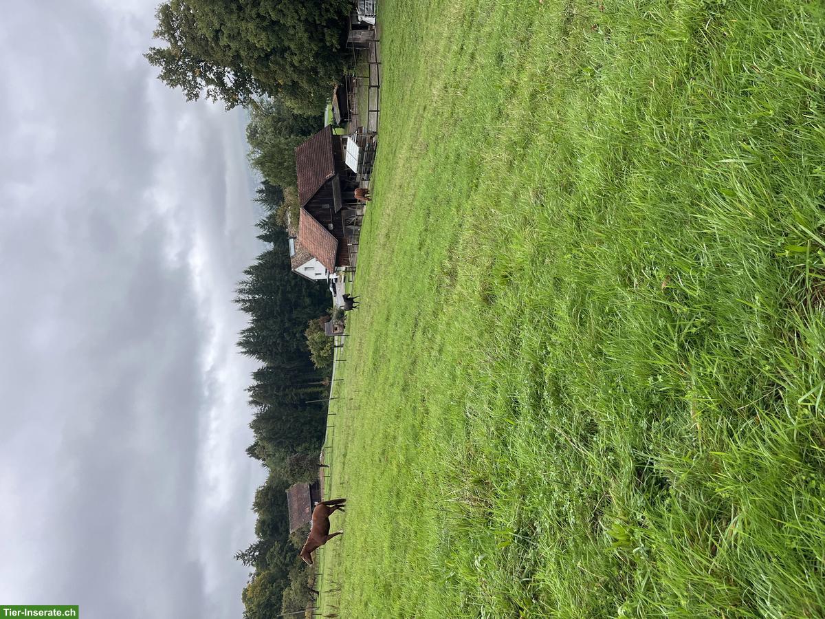 Bild 3: Freie Pferdepensions- und Ausbildungsplätze in Horgen ZH