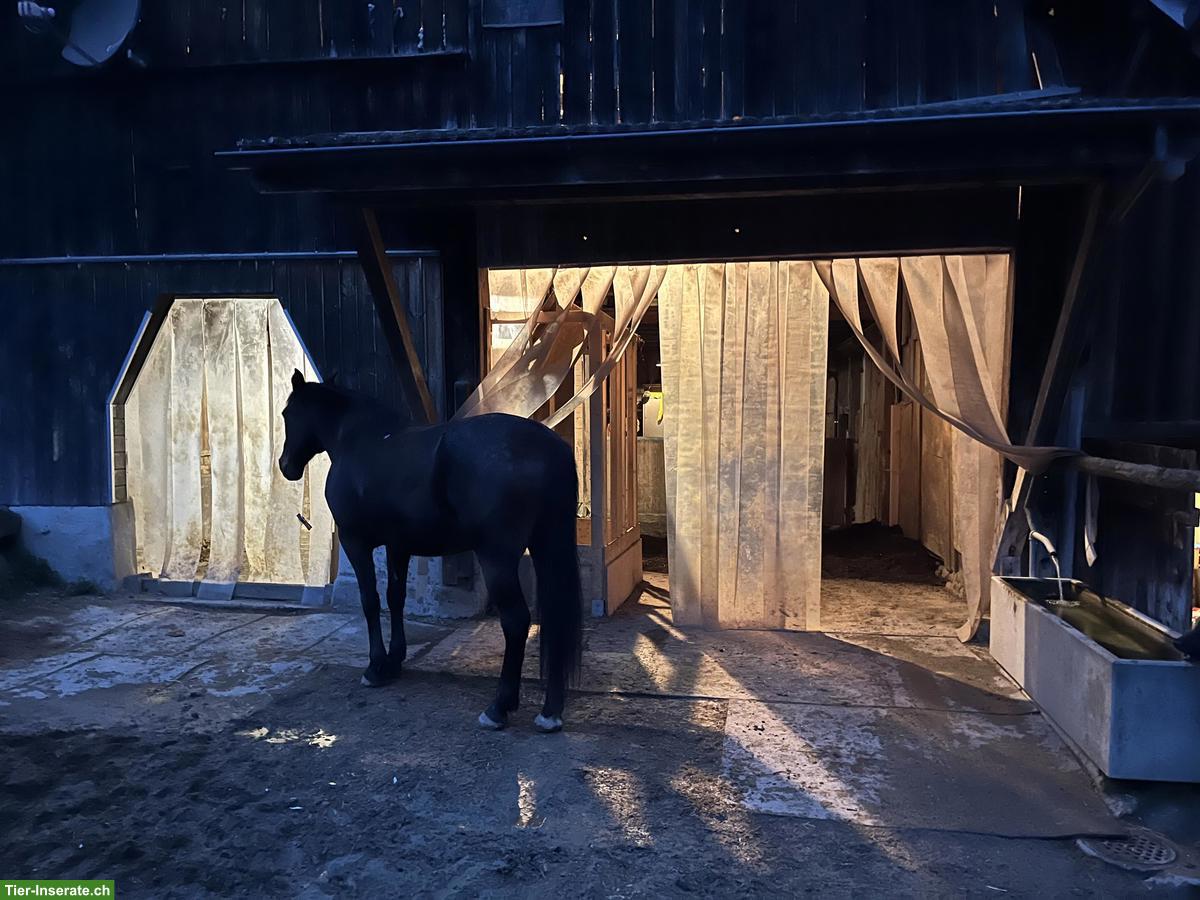 Bild 4: Freie Pferdepensions- und Ausbildungsplätze in Horgen ZH