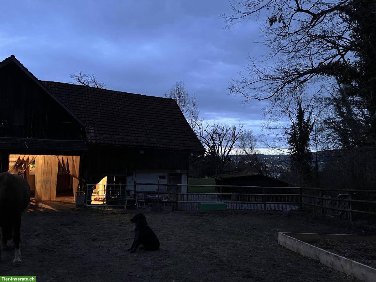 Bild 5: Freie Pferdepensions- und Ausbildungsplätze in Horgen ZH