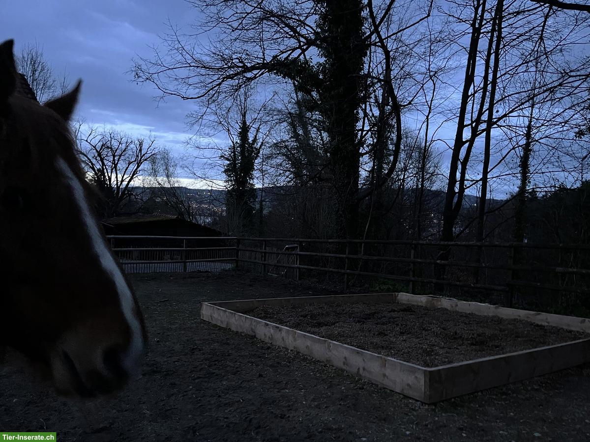 Bild 6: Freie Pferdepensions- und Ausbildungsplätze in Horgen ZH