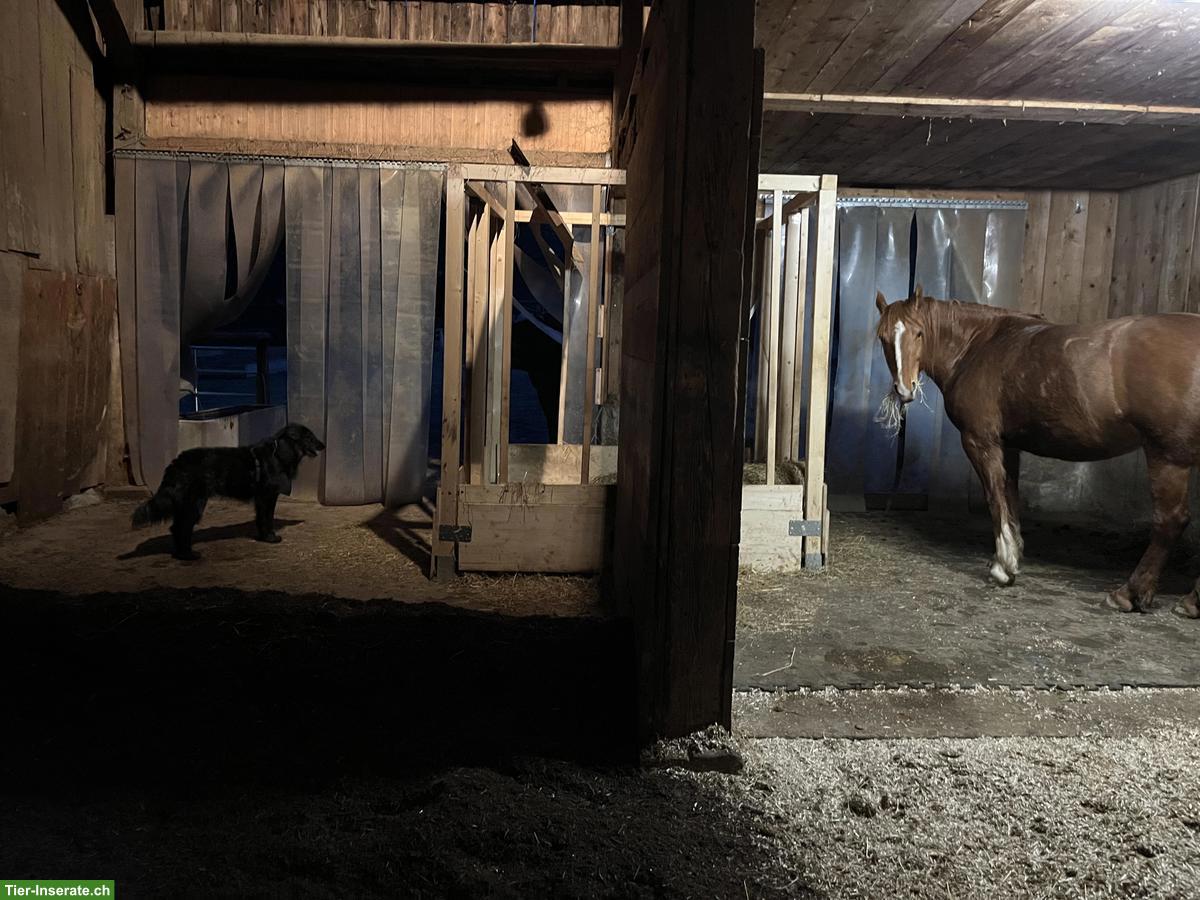 Bild 7: Freie Pferdepensions- und Ausbildungsplätze in Horgen ZH