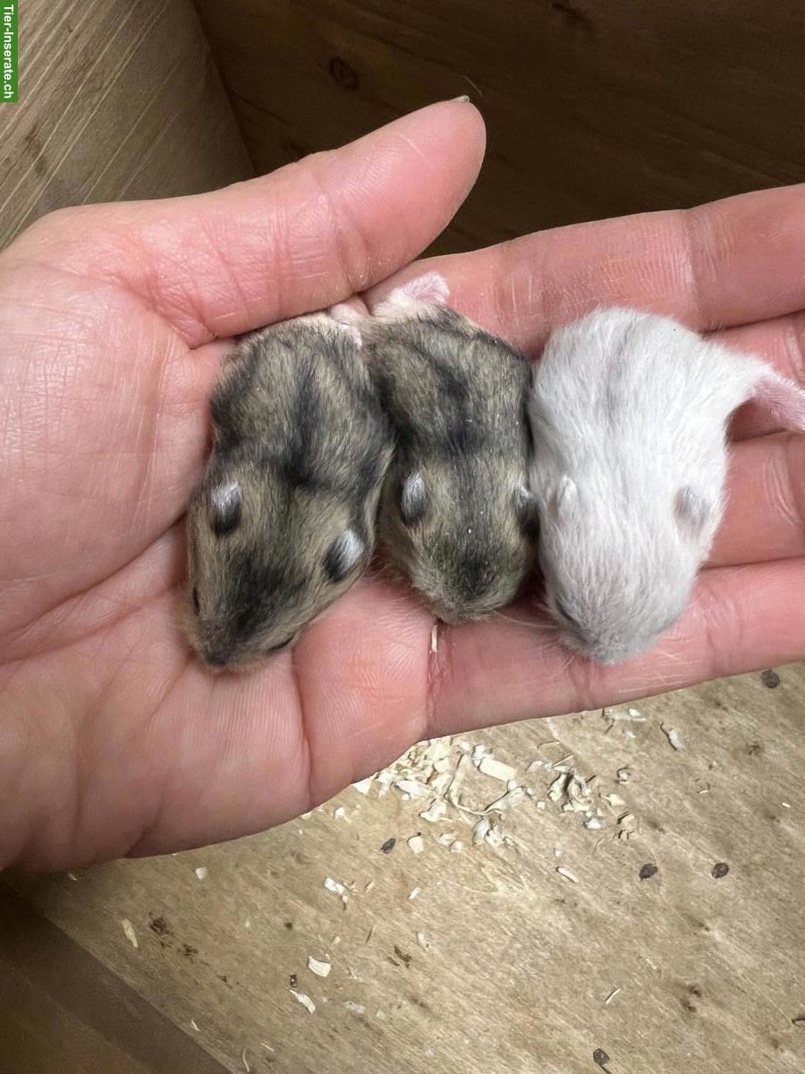 Dsungarische Zwerghamster aus Hobbyzucht