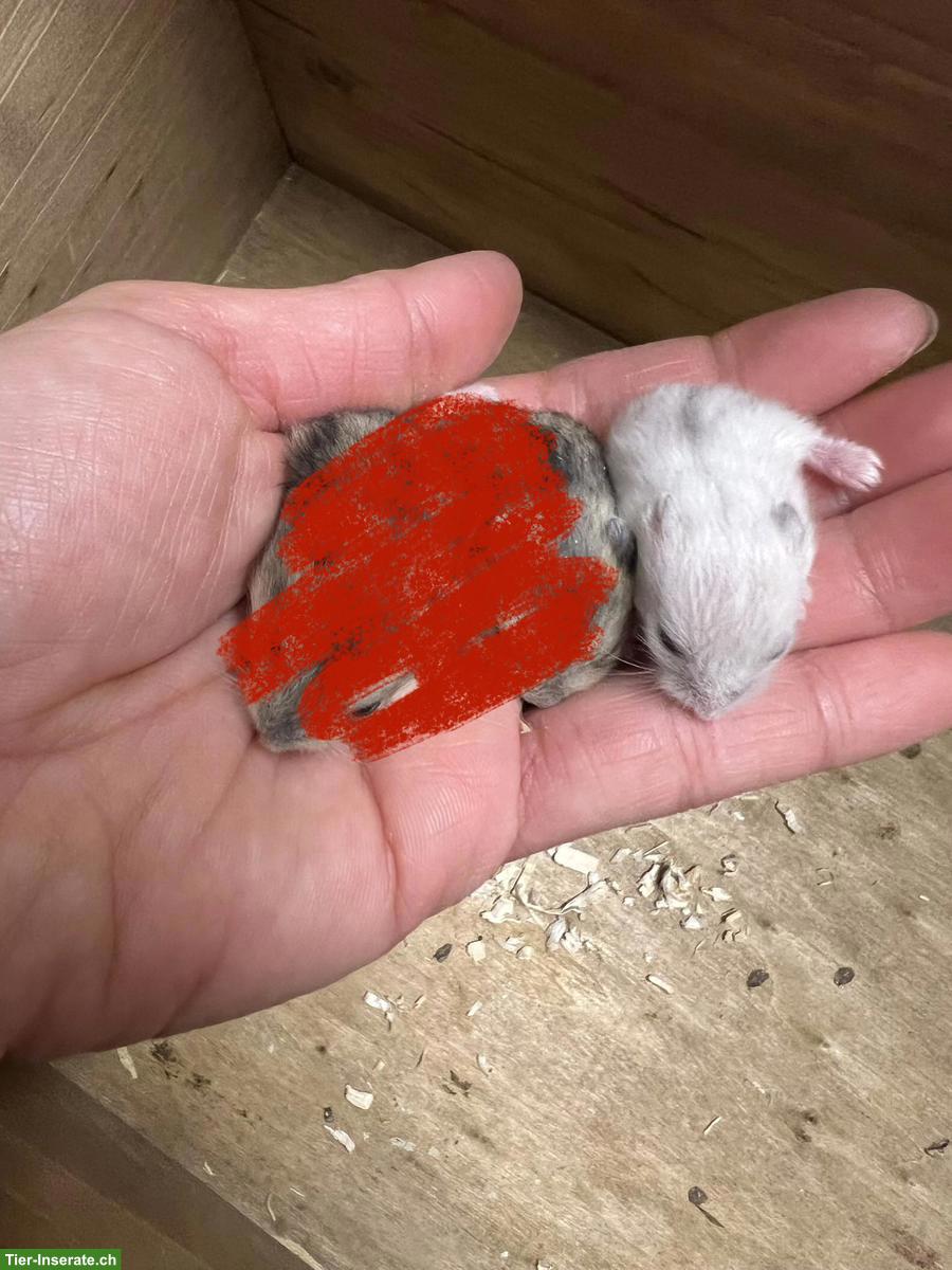 Bild 3: Dsungarische Zwerghamster aus Hobbyzucht