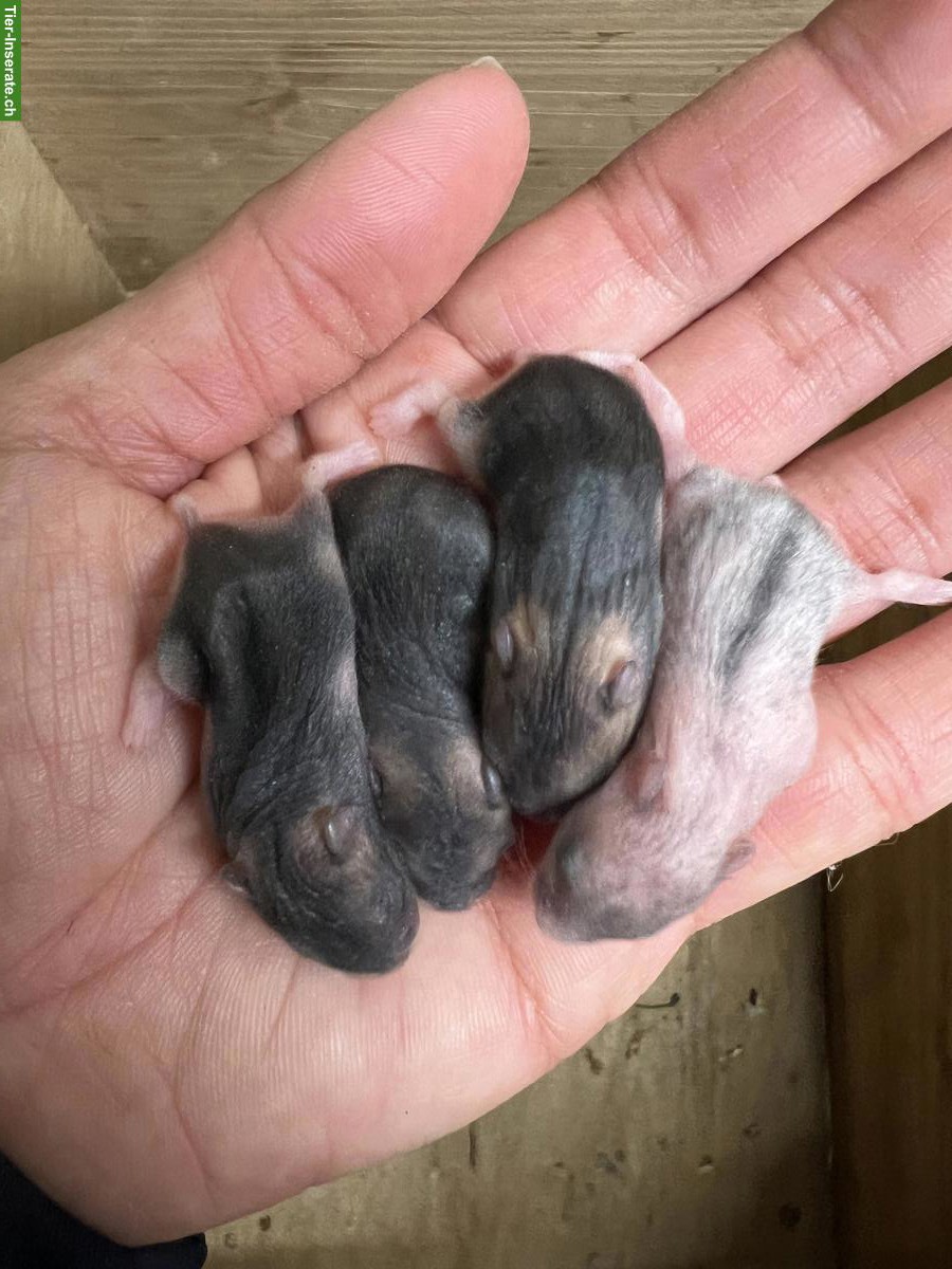 Bild 4: Dsungarische Zwerghamster aus Hobbyzucht