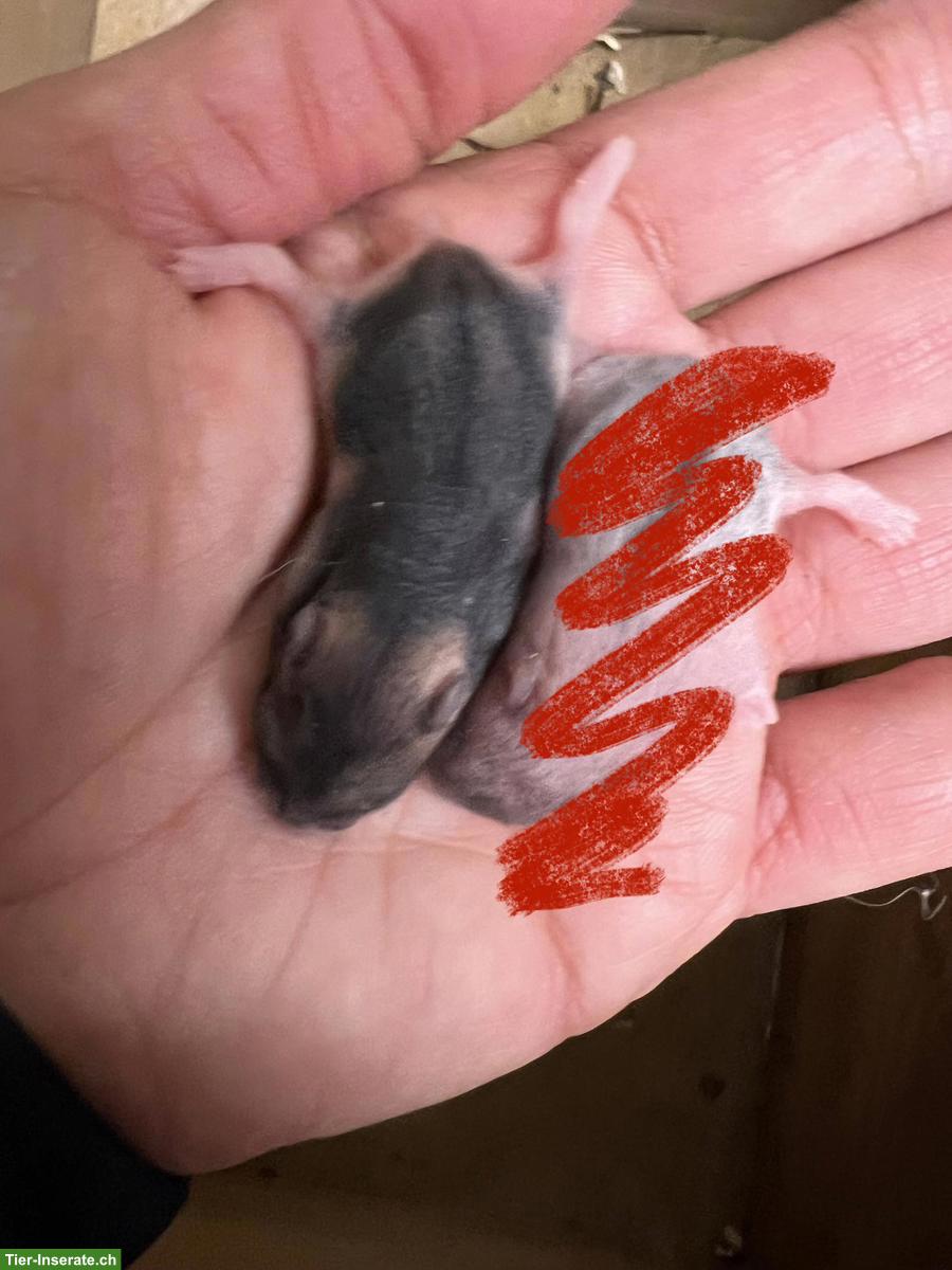 Bild 5: Dsungarische Zwerghamster aus Hobbyzucht