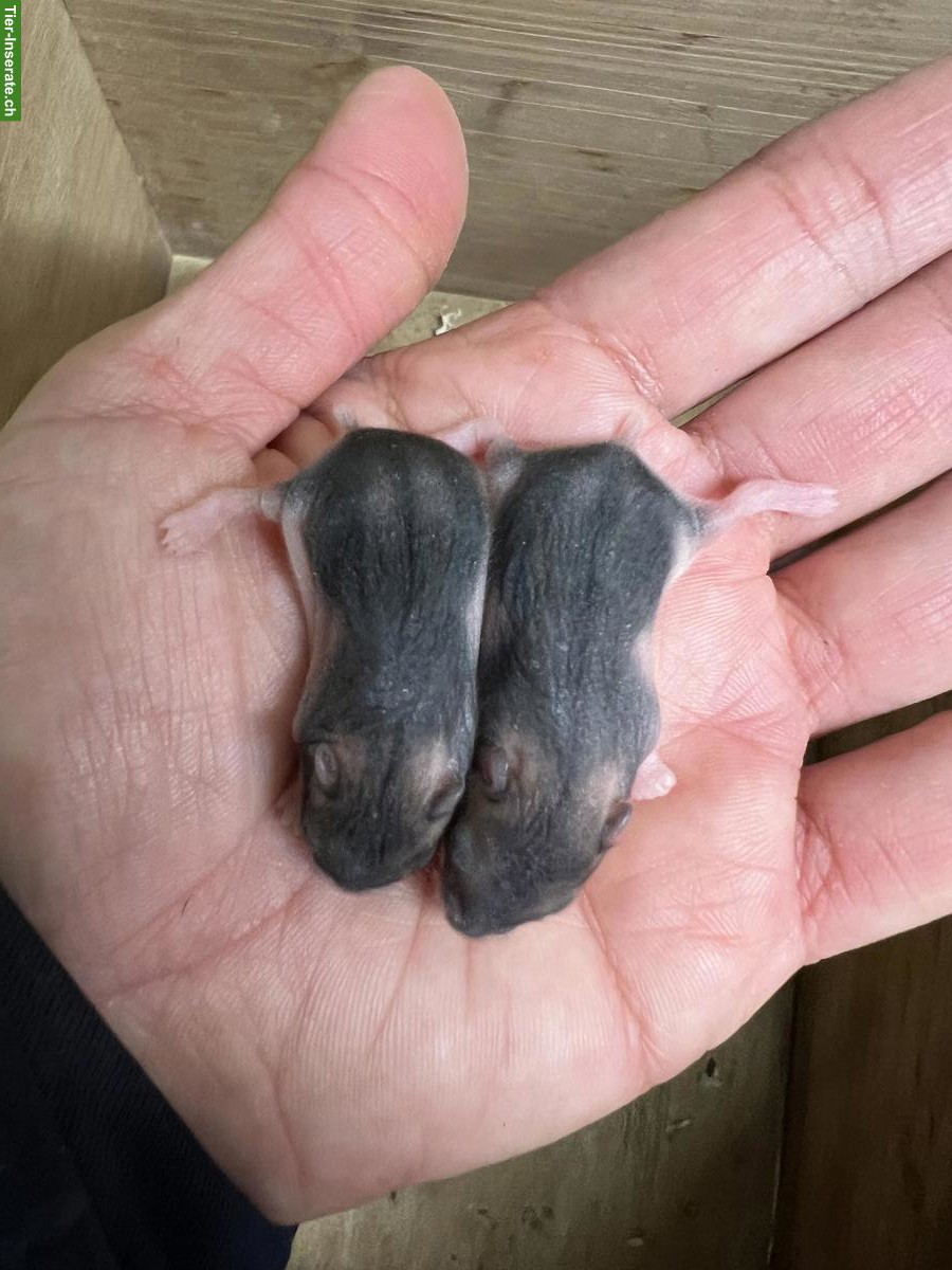 Bild 6: Dsungarische Zwerghamster aus Hobbyzucht