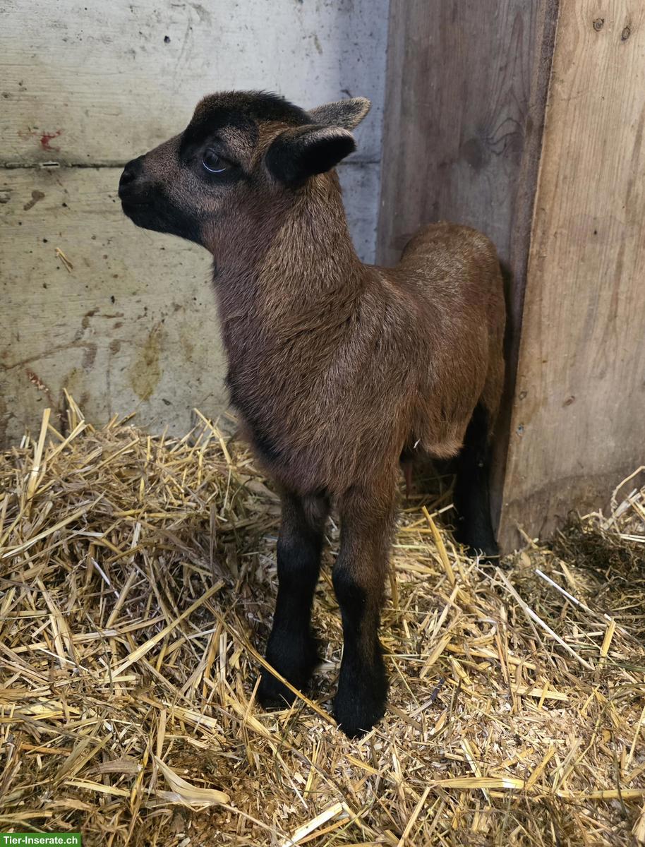 Nolana Lämmer zu verkaufen