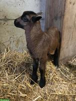 Nolana Lämmer zu verkaufen