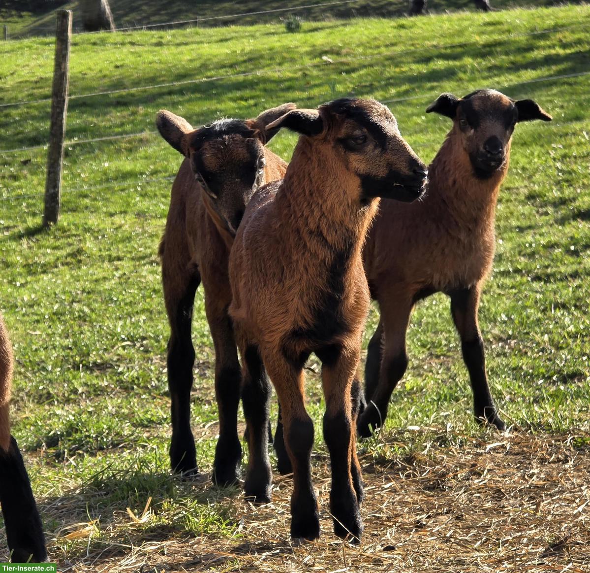 Bild 2: Nolana Lämmer zu verkaufen