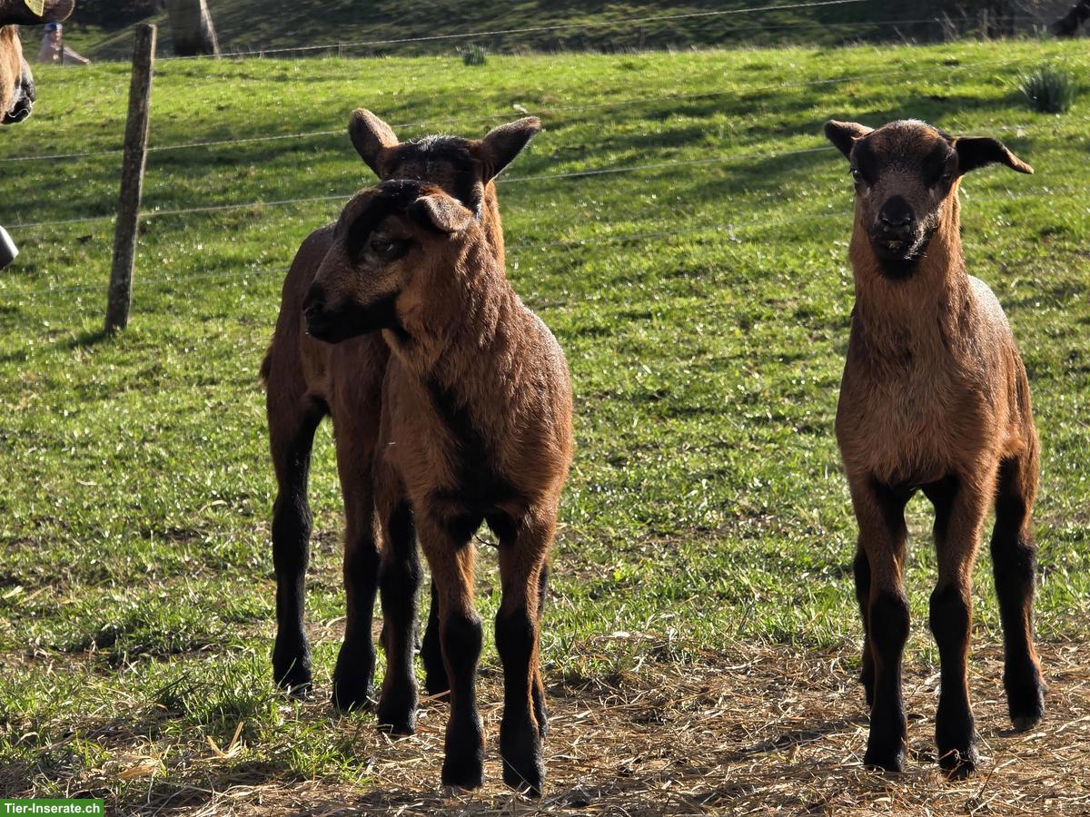 Bild 3: Nolana Lämmer zu verkaufen