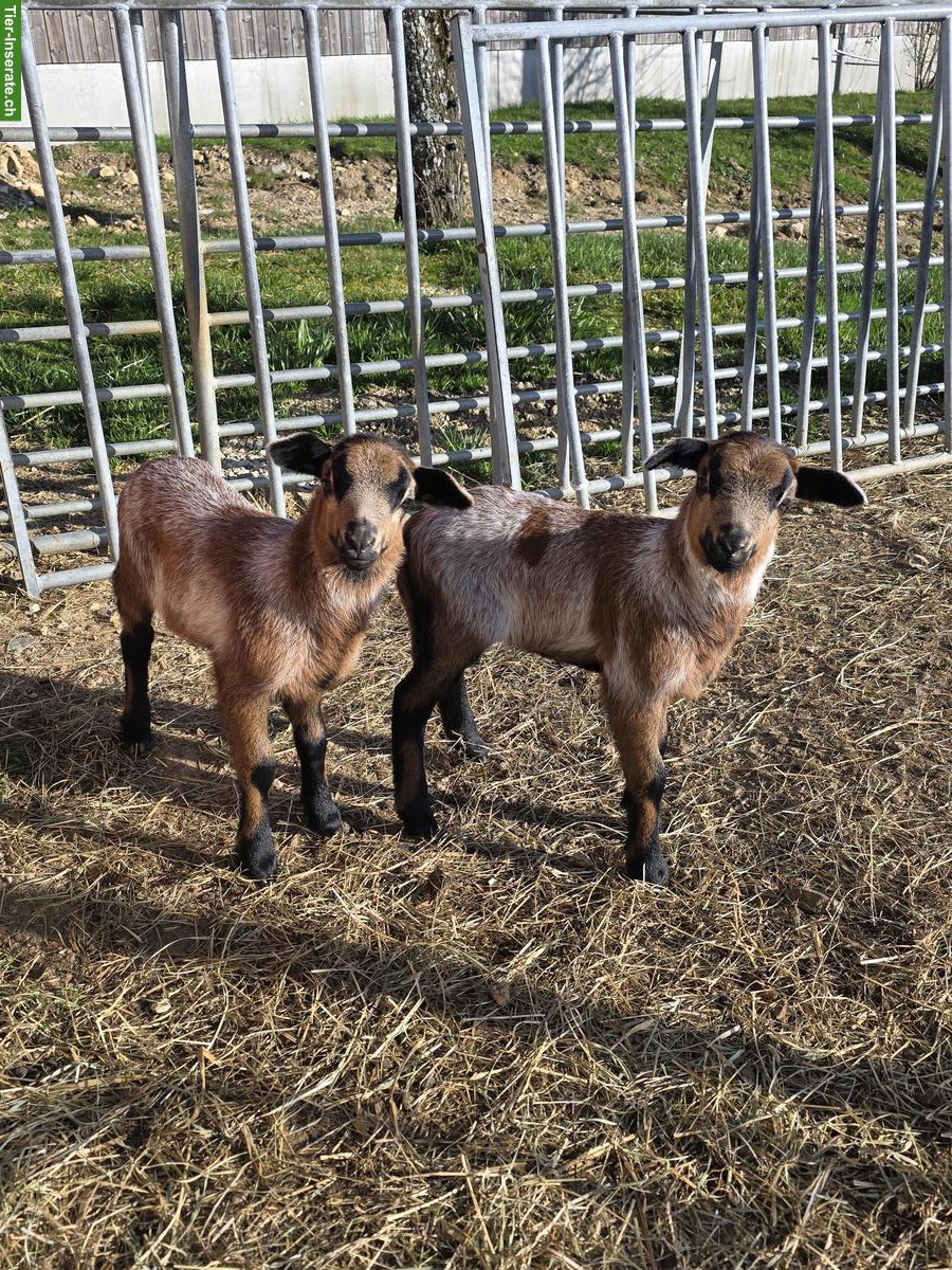 Bild 4: Nolana Lämmer zu verkaufen