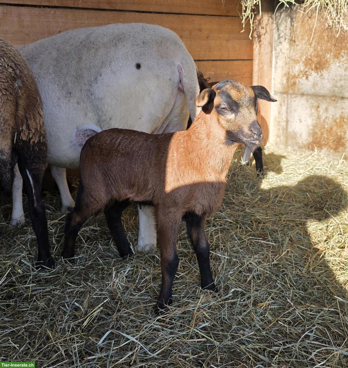Bild 5: Nolana Lämmer zu verkaufen