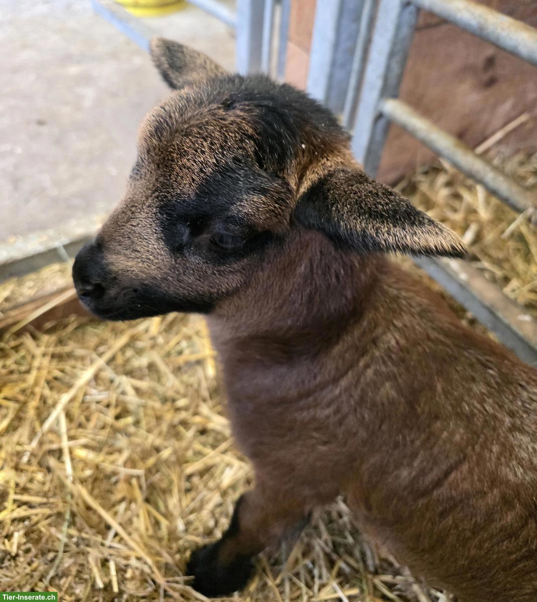 Bild 6: Nolana Lämmer zu verkaufen