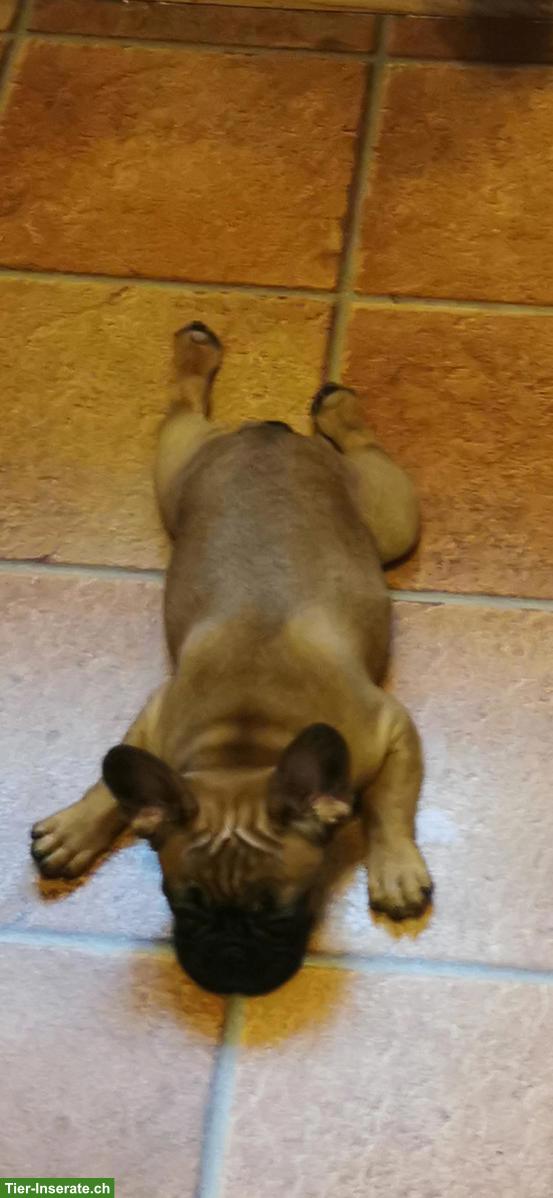 Junge Französische Bulldoggen Hündin. 4 Monate