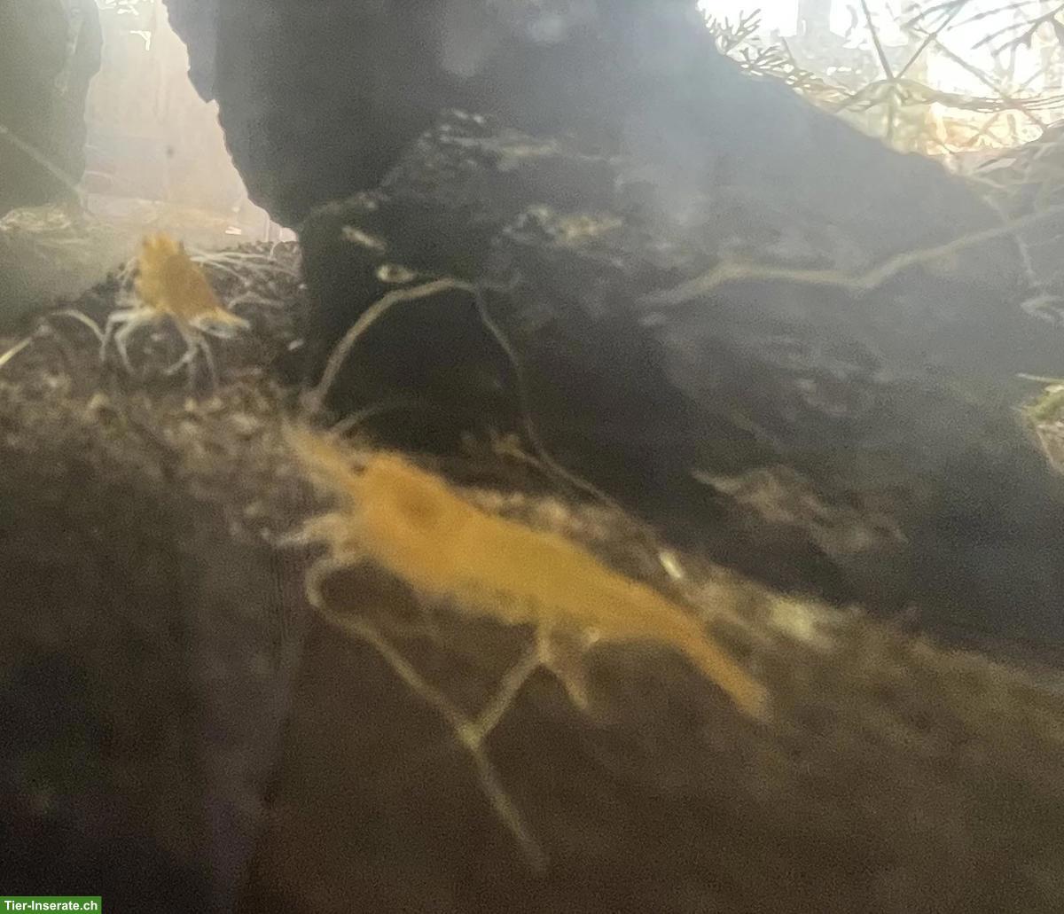 Yellow Fire Garnelen aus privater Zucht