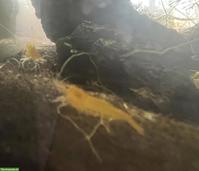 Yellow Fire Garnelen aus privater Zucht