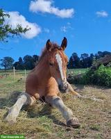 Freiberger Stutfohlen sucht Für-immer-Zuhause