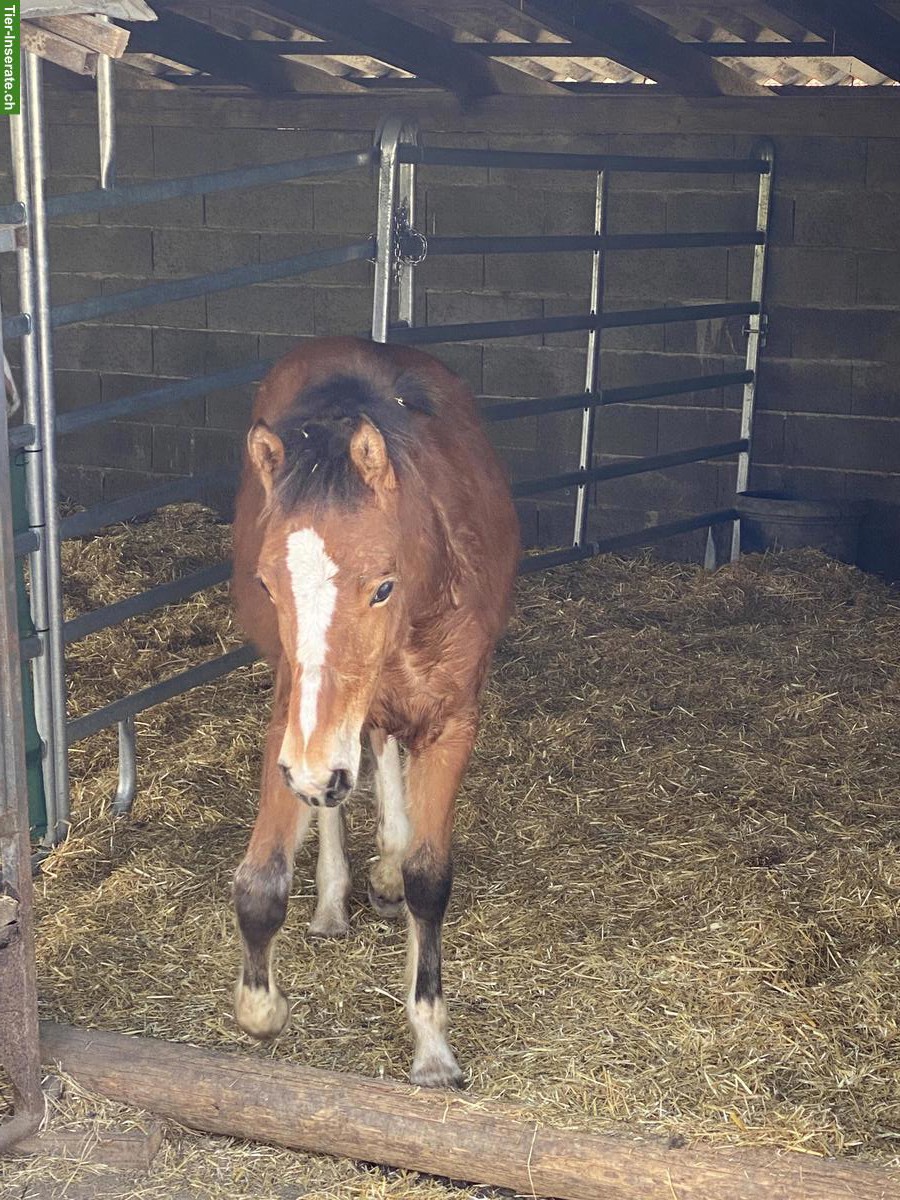 Bild 2: Freiberger Stutfohlen sucht Für-immer-Zuhause