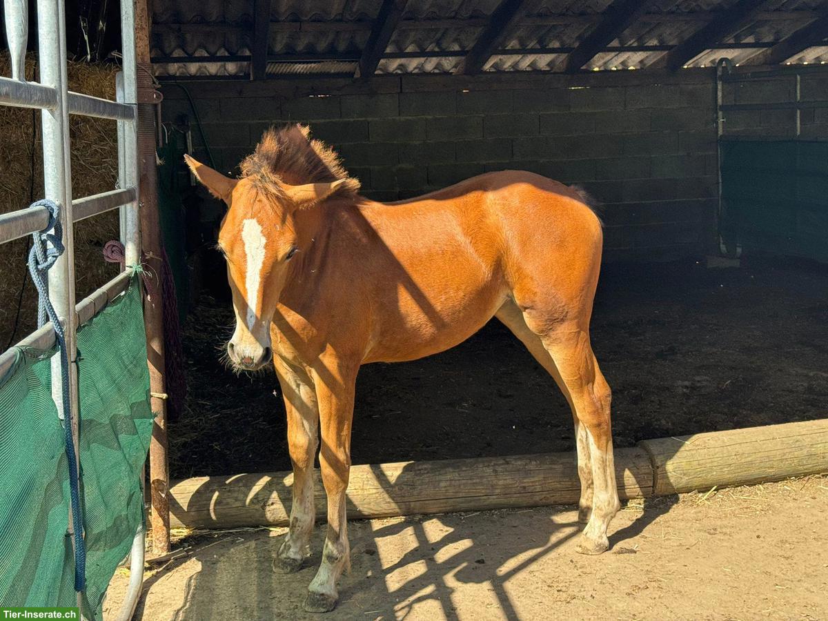 Bild 3: Freiberger Stutfohlen sucht Für-immer-Zuhause