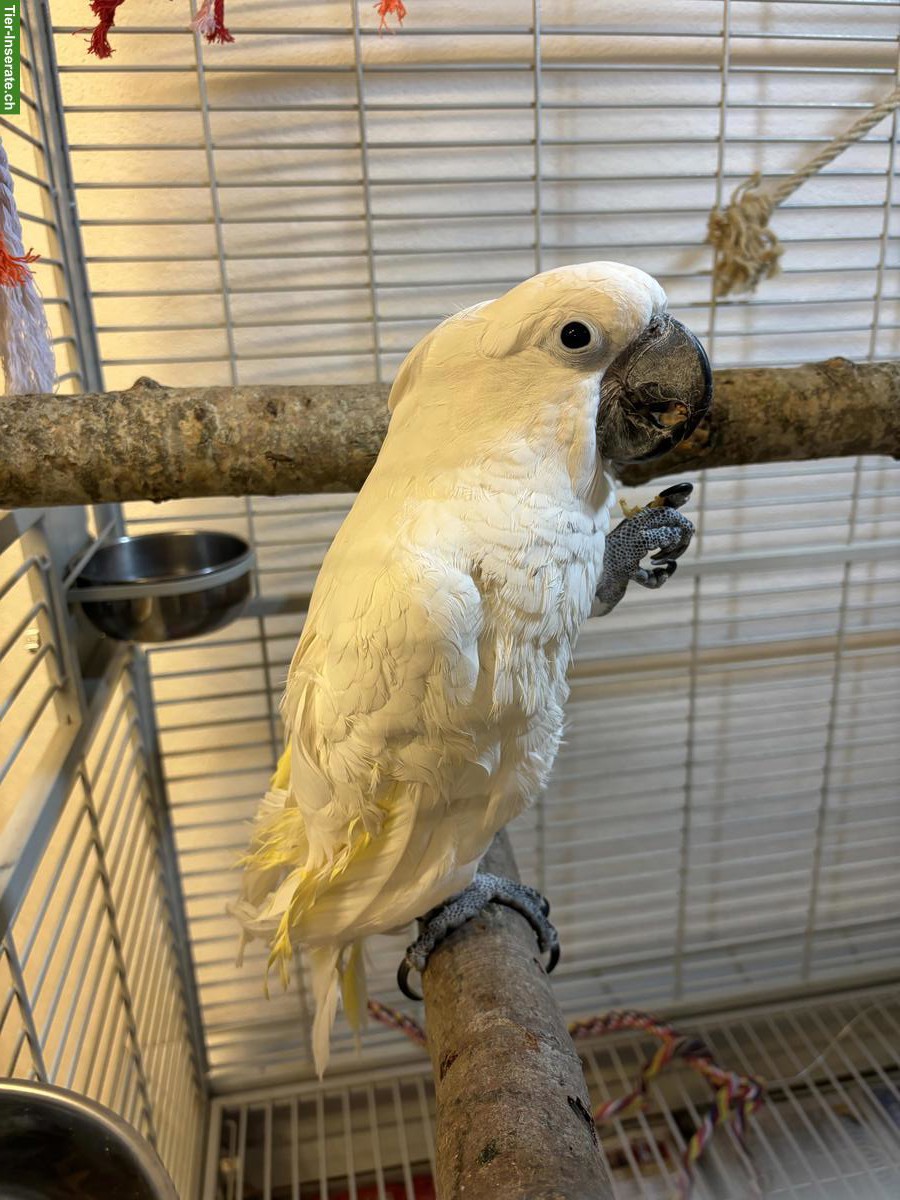 Männlicher Weisshaubenkakadu (sucht Partnerin), handzahm