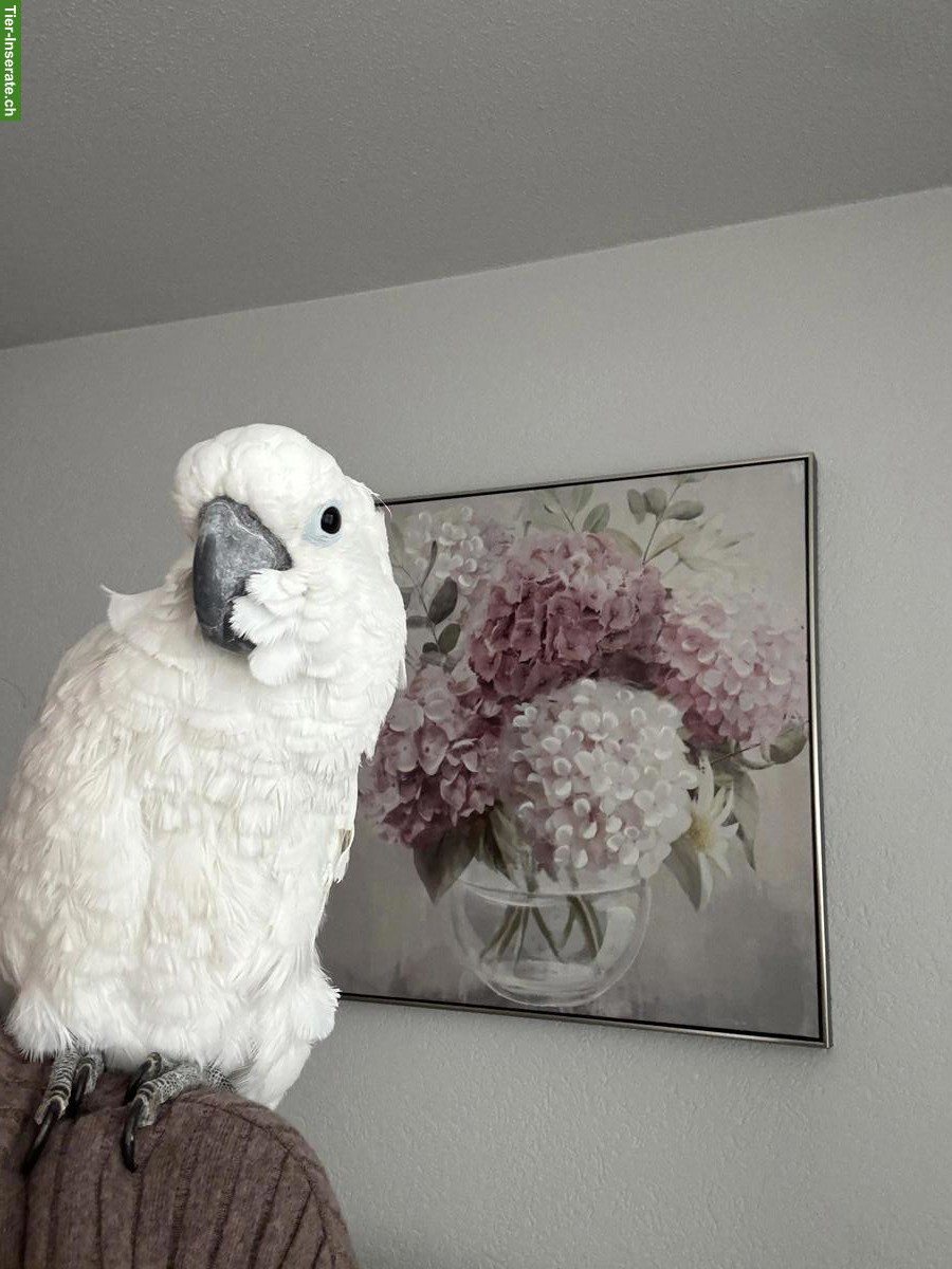 Bild 2: Männlicher Weisshaubenkakadu (sucht Partnerin), handzahm