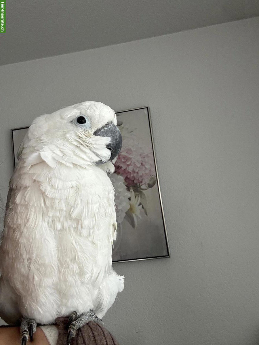 Bild 3: Männlicher Weisshaubenkakadu (sucht Partnerin), handzahm