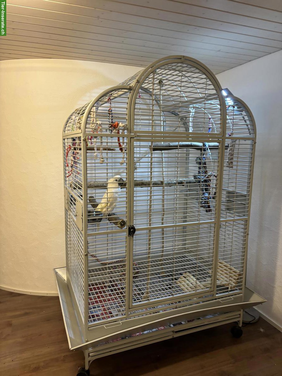 Bild 4: Männlicher Weisshaubenkakadu (sucht Partnerin), handzahm