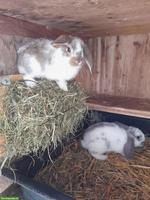 Französische Widder Kaninchen