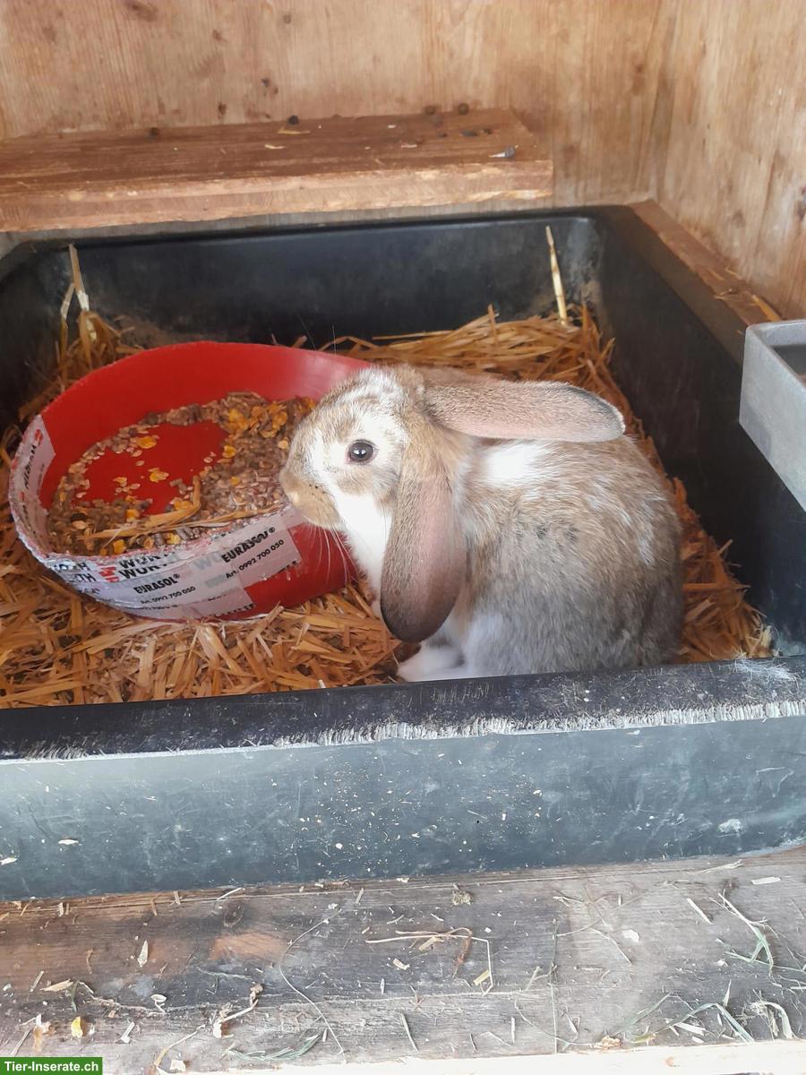 Bild 2: Französische Widder Kaninchen