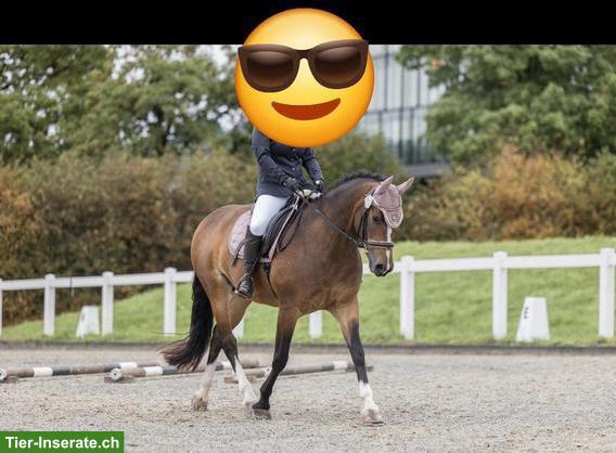 Biete Reitbeteiligung im Berner Seeland