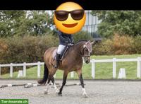 Biete Reitbeteiligungen im Seeland