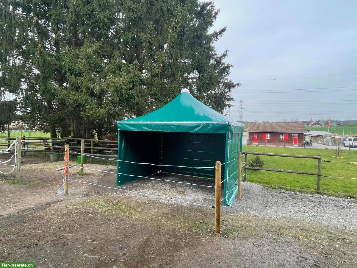 Texbau Weidezelt Pavillon Ascona, 6x4m