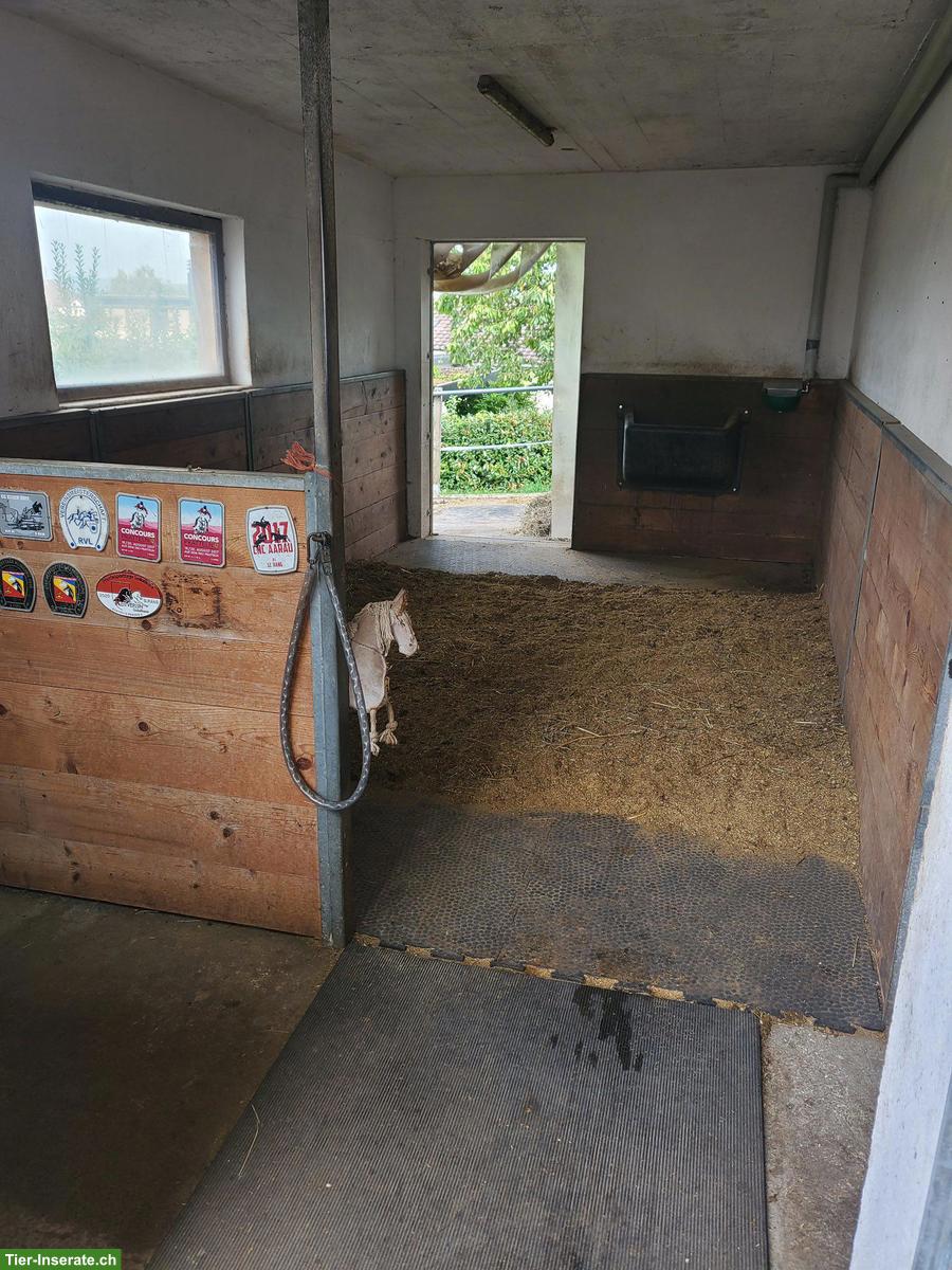 Bild 2: Auslaufboxen in kleinem Privatstall, Mägenwil AG