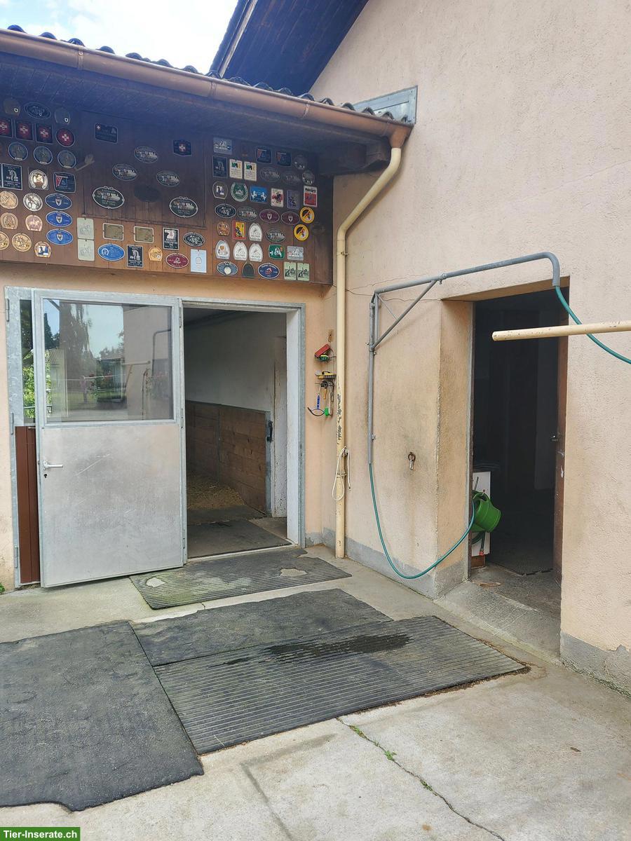 Bild 3: Auslaufboxen in kleinem Privatstall, Mägenwil AG