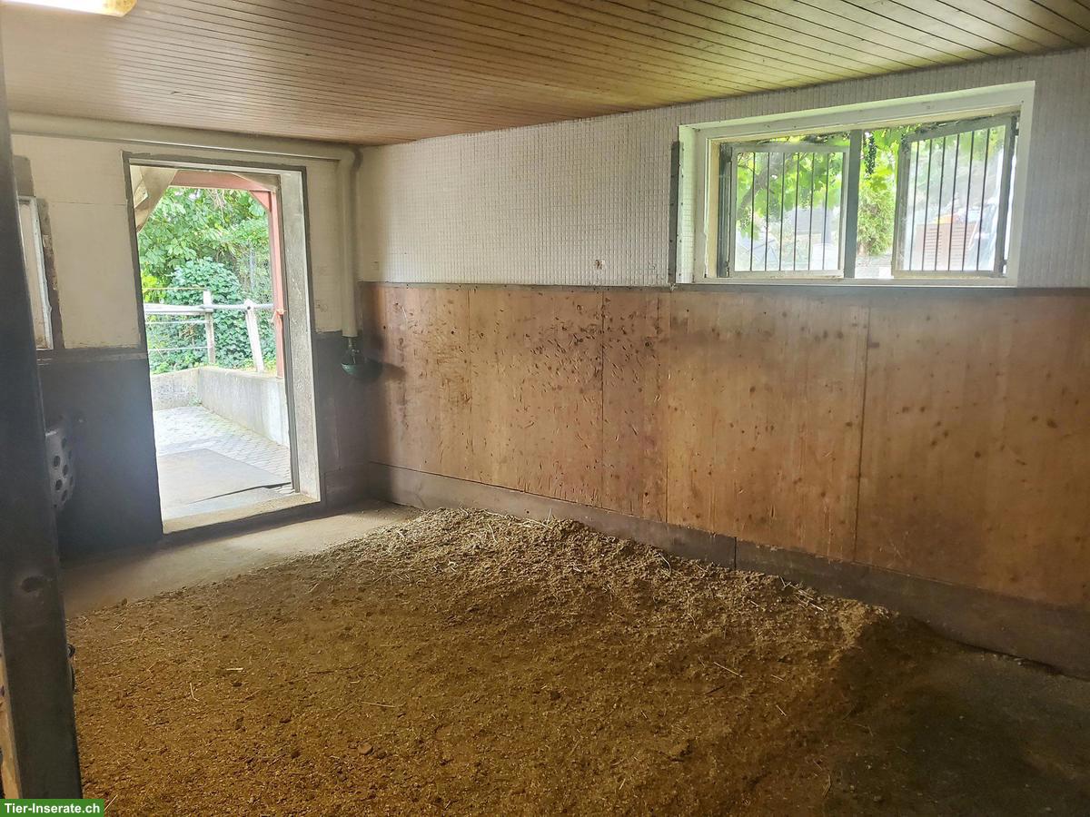 Bild 4: Auslaufboxen in kleinem Privatstall, Mägenwil AG
