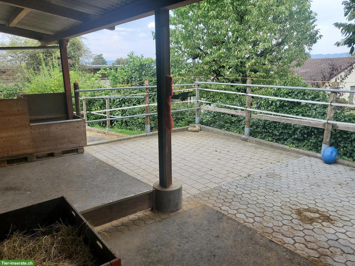 Bild 5: Auslaufboxen in kleinem Privatstall, Mägenwil AG