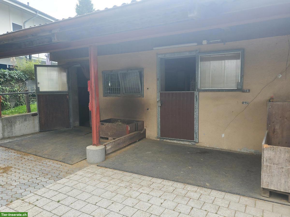Bild 6: Auslaufboxen in kleinem Privatstall, Mägenwil AG