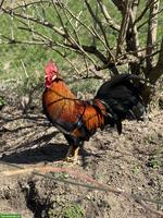 Junger Italiener Hahn, reinrassig, wunderschön