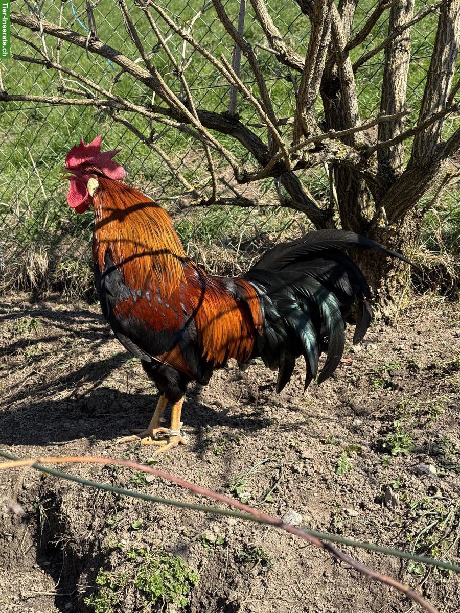 Bild 2: Junger Italiener Hahn, reinrassig, wunderschön