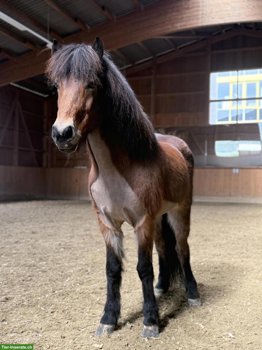Bildschöne Islandpferd Stute mit viel Talent