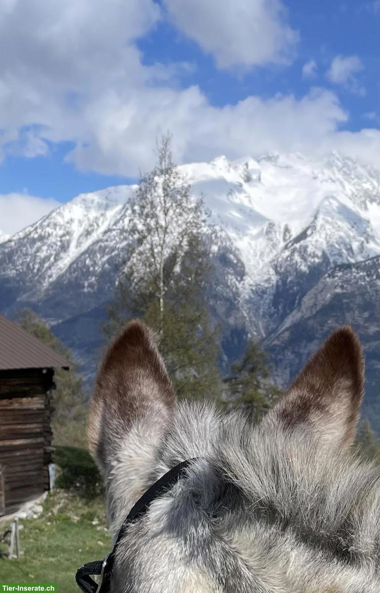 Pflegebeteiligung für 2 Esel in Bassersdorf ZH