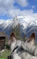 Pflegebeteiligung für 2 Esel in Bassersdorf ZH