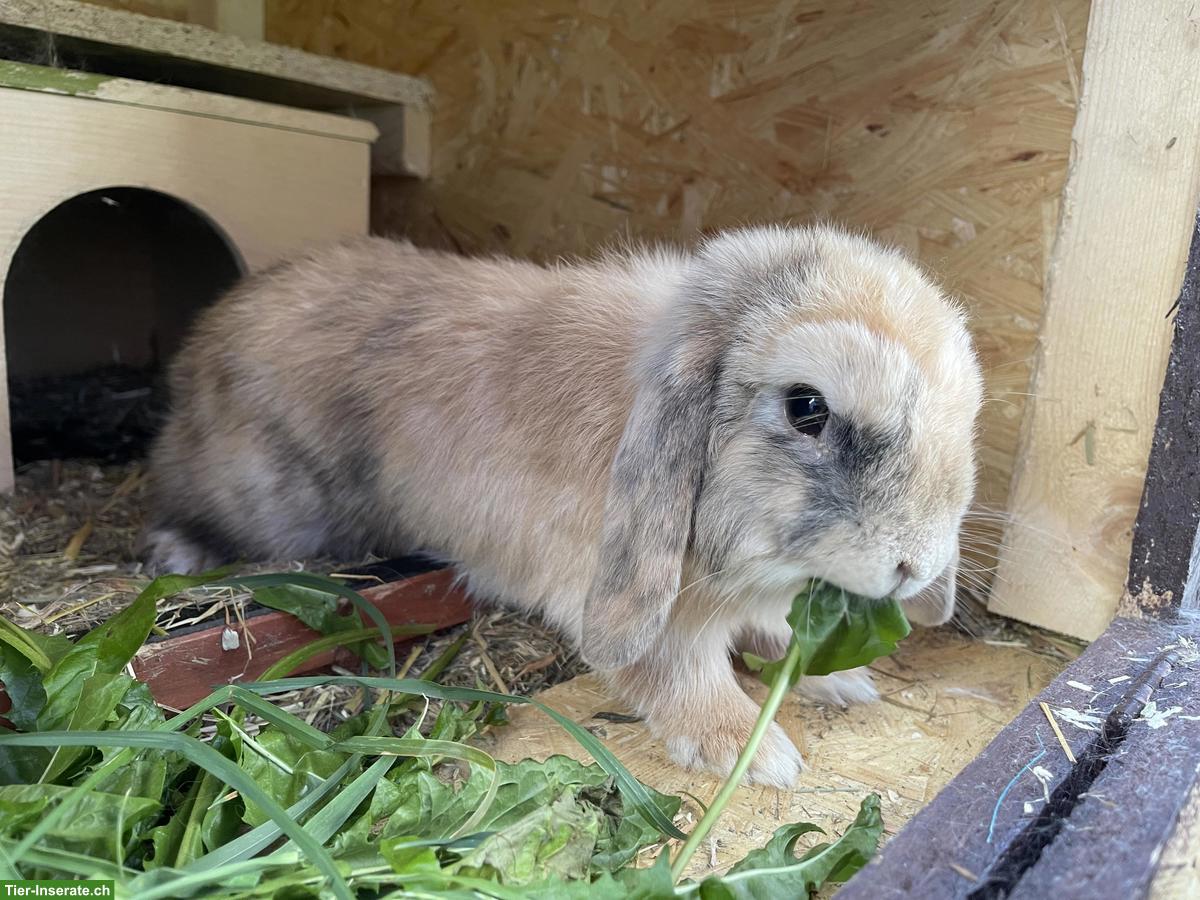 Deck-Widder gesucht für Häsin