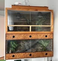 Leopardgecko mit Terrarium Komplettset zu verkaufen