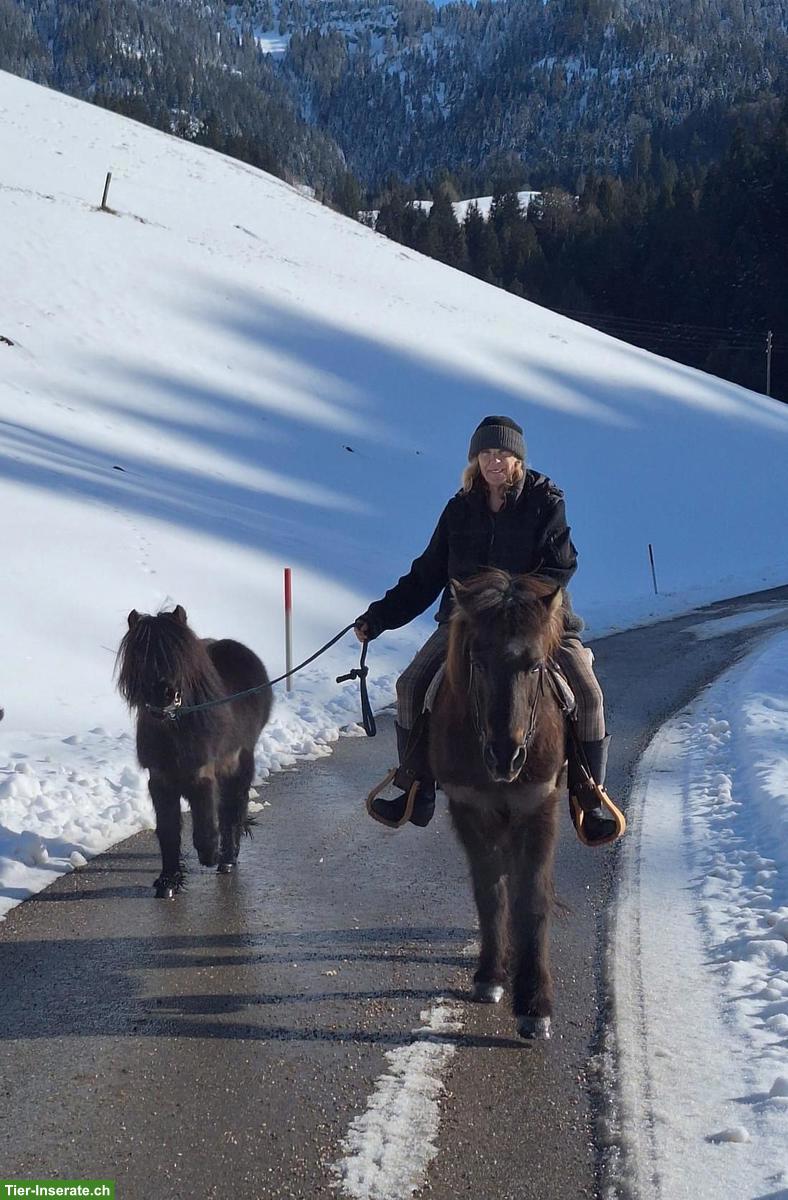 Reitbeteiligung für Shetty in Escholzmatt LU