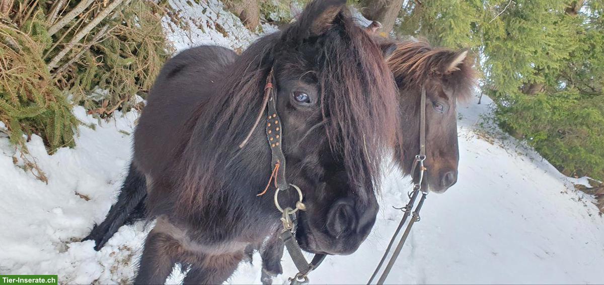 Bild 2: Reitbeteiligung für Shetty in Escholzmatt LU
