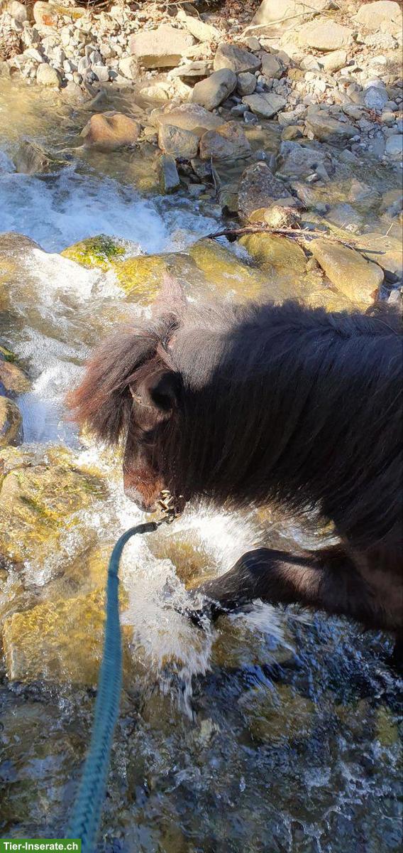 Bild 3: Reitbeteiligung für Shetty in Escholzmatt LU