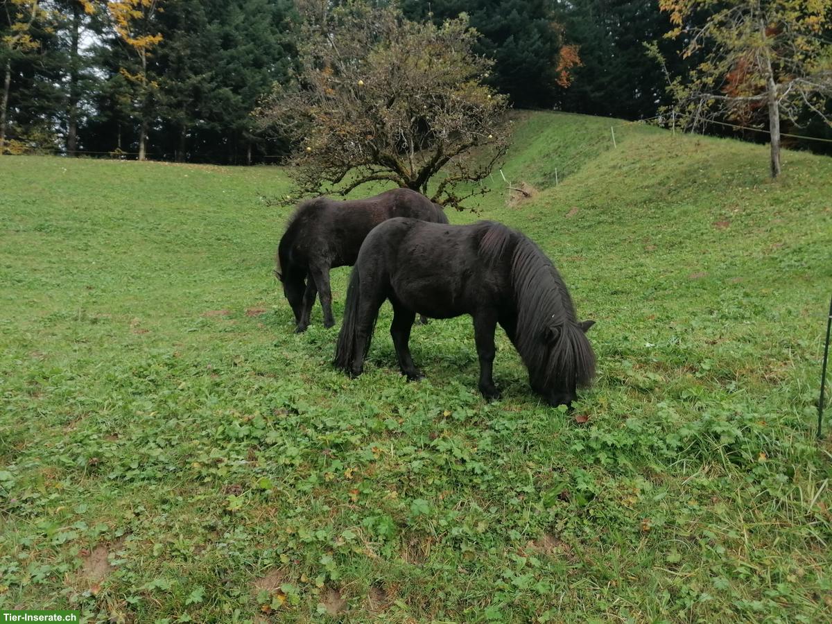 Bild 4: Reitbeteiligung für Shetty in Escholzmatt LU