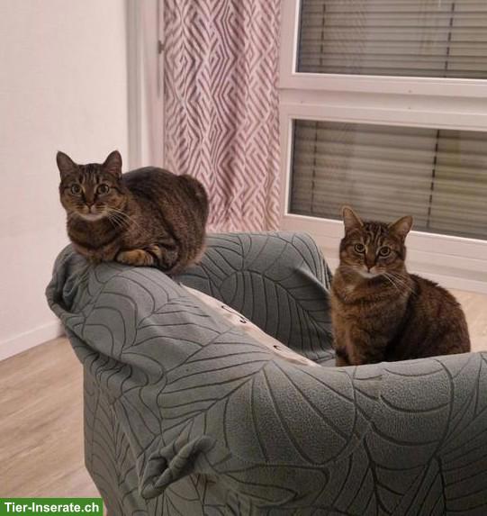 Katzengeschwister suchen liebevolles Zuhause.