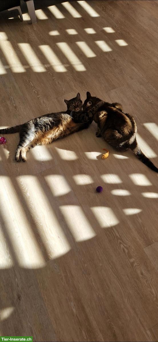 Bild 2: Katzengeschwister suchen liebevolles Zuhause.